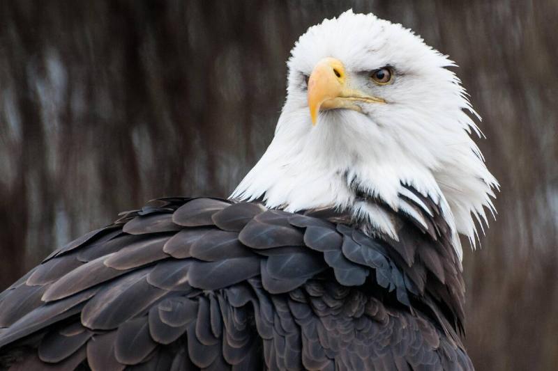 American bald eagle.