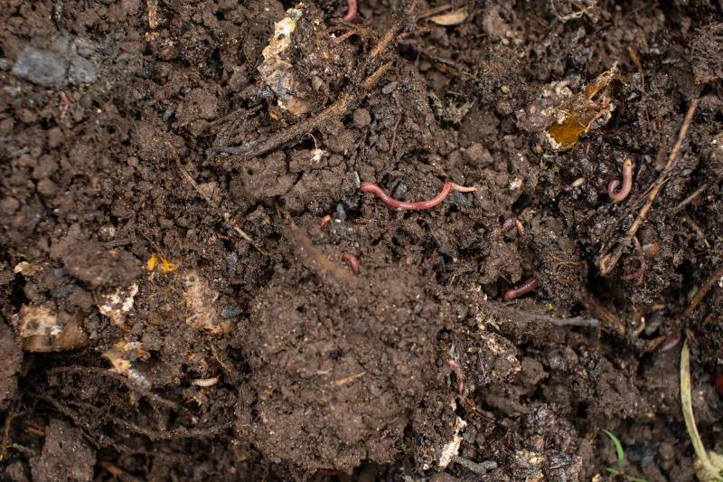 Earthworms in compost bin.