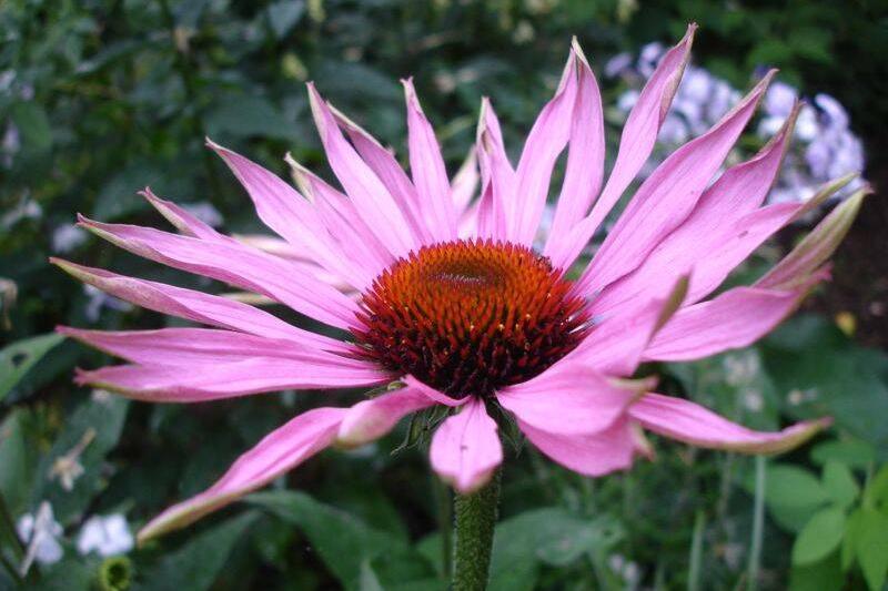 Echinacea