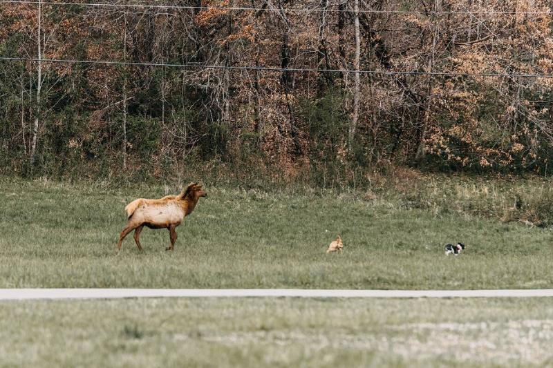 Elk chasing a dog. 