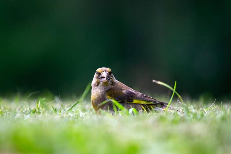 Bird with bug sitting on grass.