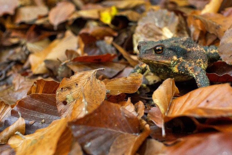 Toad sitting in leaves. 