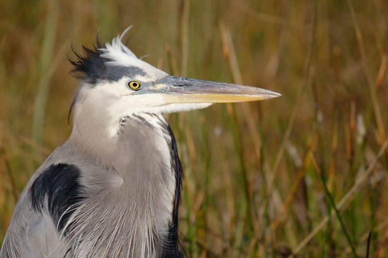 A great blue heron at Anhinga Trail.
