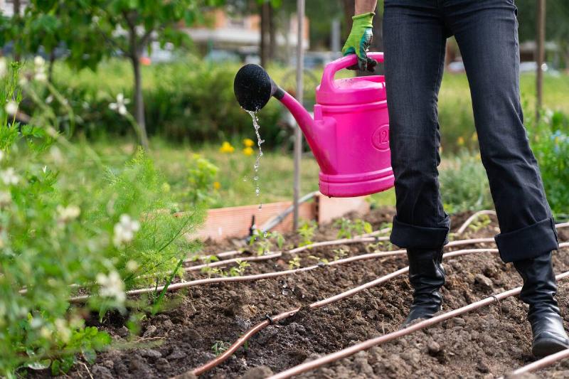 Woman holding pink watering can. 