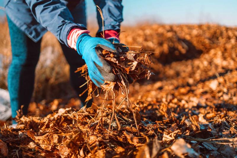 Hands collecting mulch.