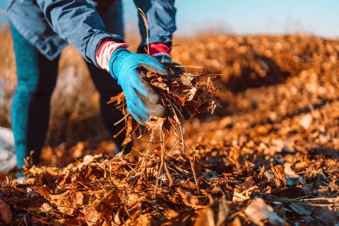 Hands collecting mulch.