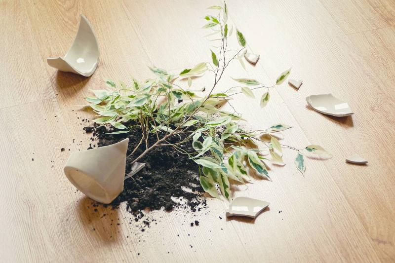 Houseplant smashed on the floor.