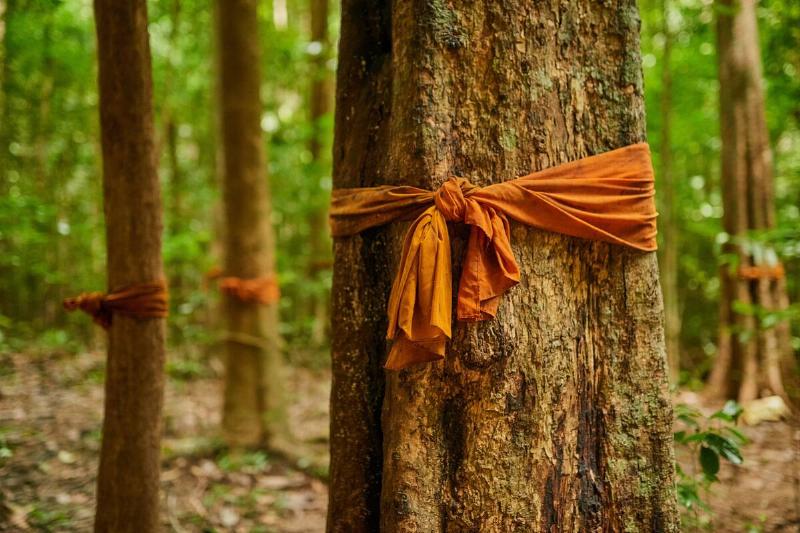 Bandana tied around tree.