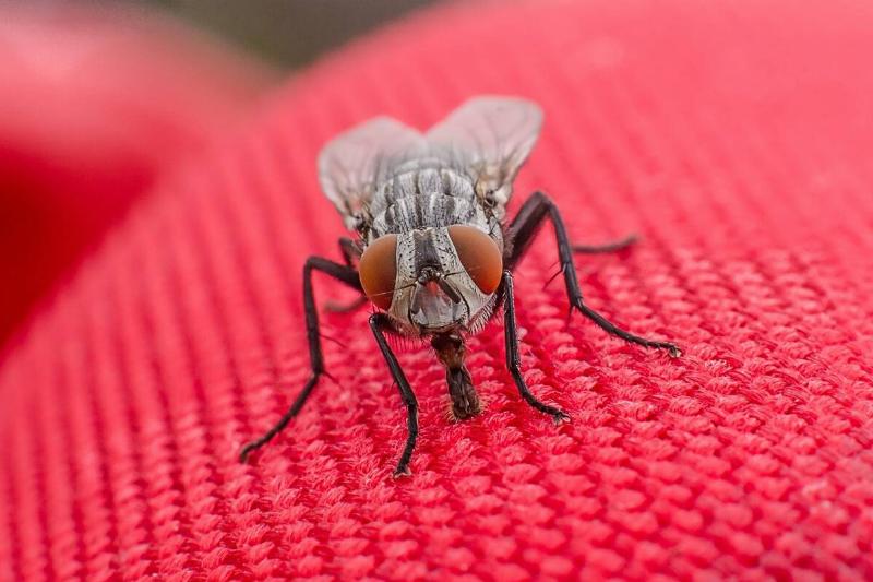 Fly on a red background. 