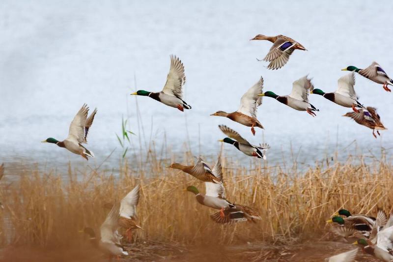 Mallard ducks flying over the lake.