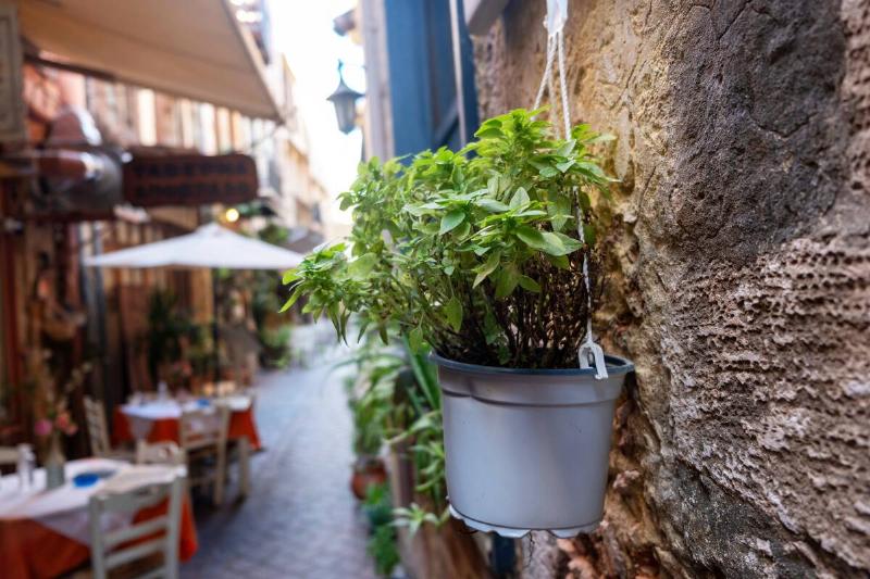 Fresh basil hanging in a silver pot. 