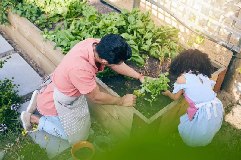 Man and girl gardening together in community garden beds.