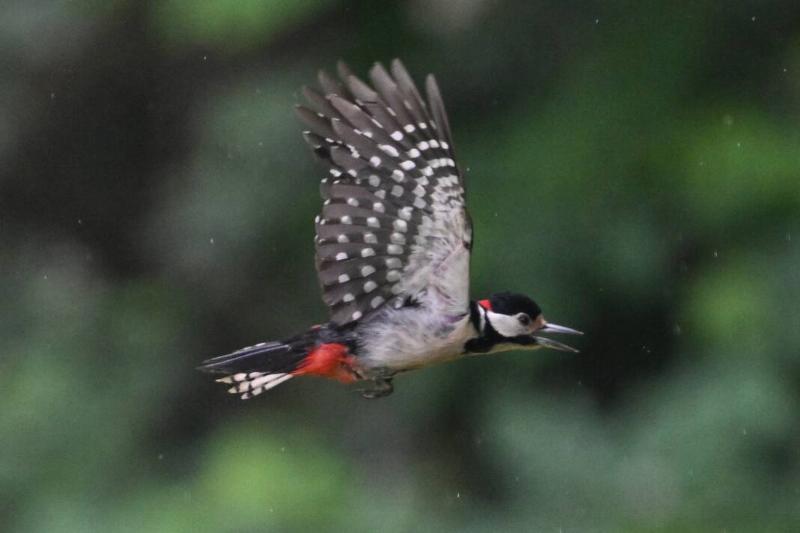 A great spotted woodpecker flies through a garden in the Sachsenhausen district.