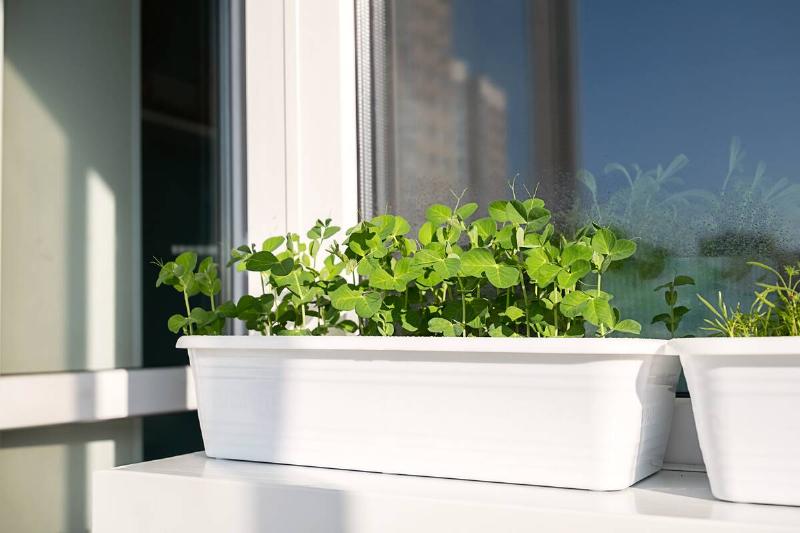 Green pea shoots sprouting in planter on windowsill. 