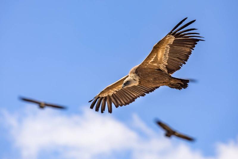 Griffon vultures (Gyps fulvus) group flying against blue sky.