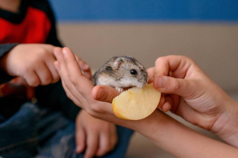 Children feeding a hamster an apple. 