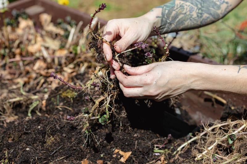 Hands cleaning plants out of a garden bed.
