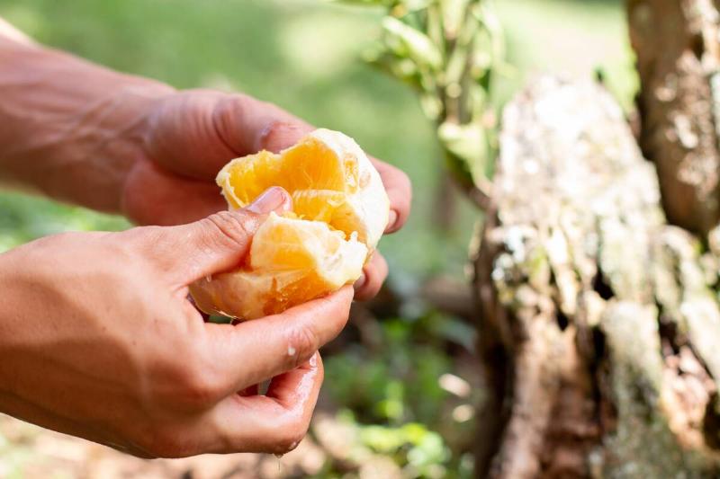 Hands peeling, opening and squeezing an orange.