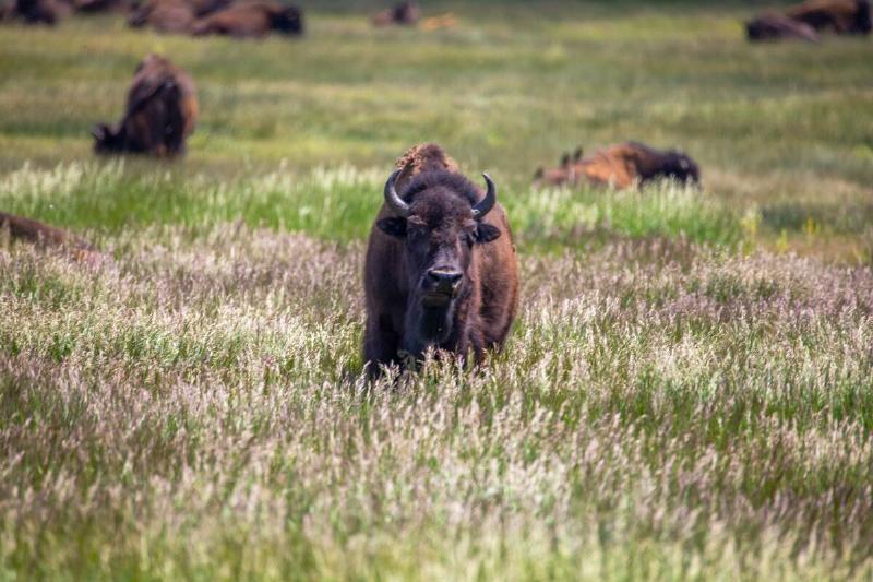 Herd of bison in the meadow.