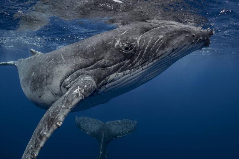 Humpback whale.