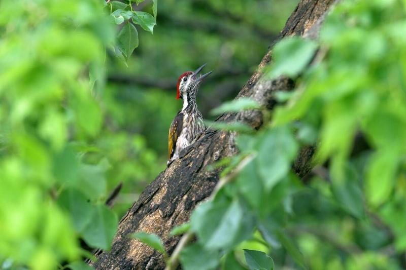 A woodpecker is seen on a branch of a tree in Siliguri, India, on June 30, 2025.
