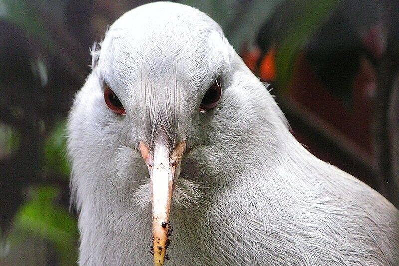Juvenile kagu.