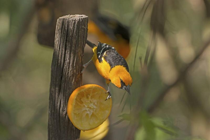 Altamira Oriole eating an orange. 