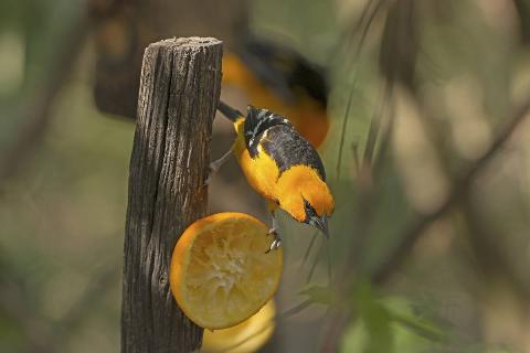 Altamira Oriole eating an orange. 