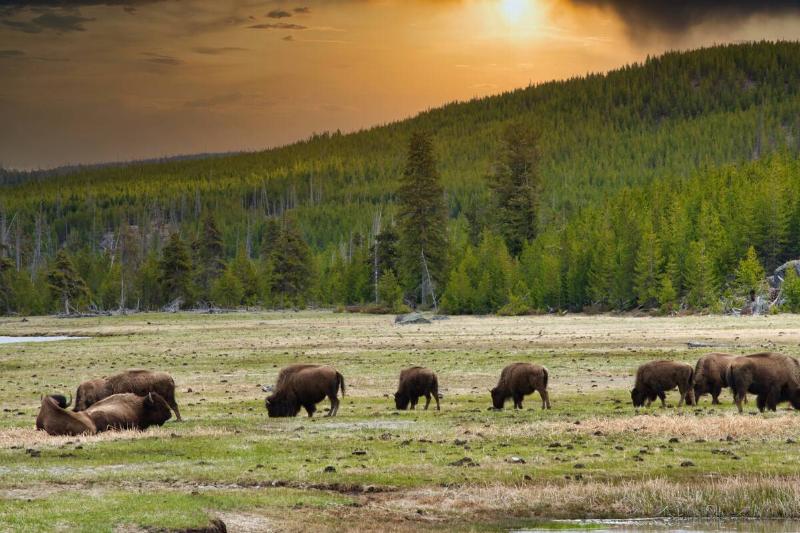 A large group of bison eating grass in front of a lush forest at sunset in Yellowstone National Park
