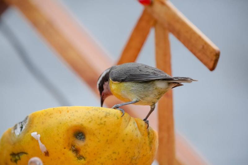 Bird eating an overripe orange. 