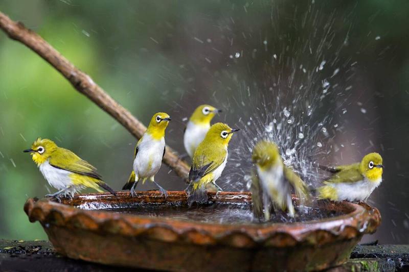 Yellow birds in a birdbath. 