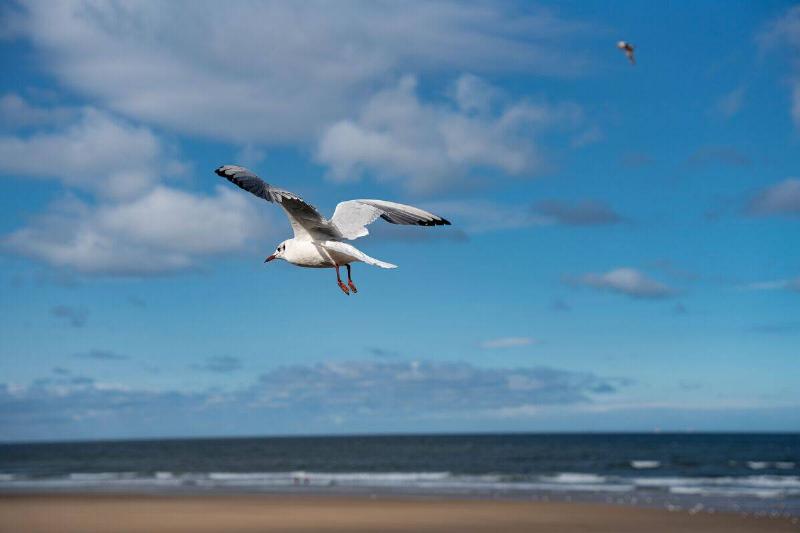 A low angle shot of a white seagull flying over a sunny beach.