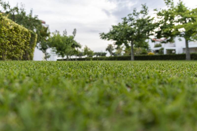 Low view of perfectly cut grass.
