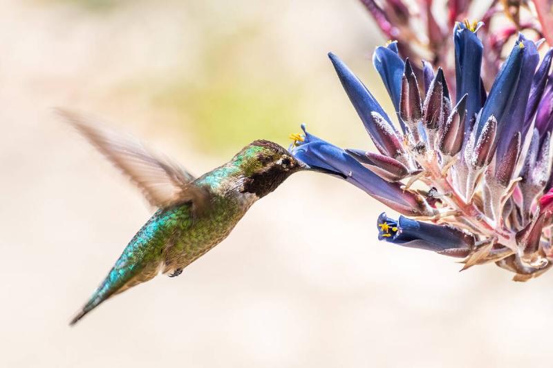 Close up of male Anna's Hummingbird drinking nectar from a Puya coerulea plant in bloom.