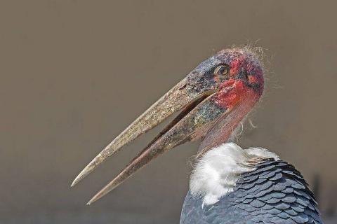 Marabou stork in Queen Elizabeth National Park, Uganda. 