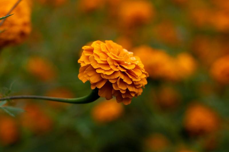 Marigold flower.