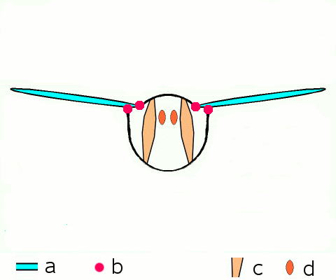 Muscles shown in tan inside the body, not on the wing.