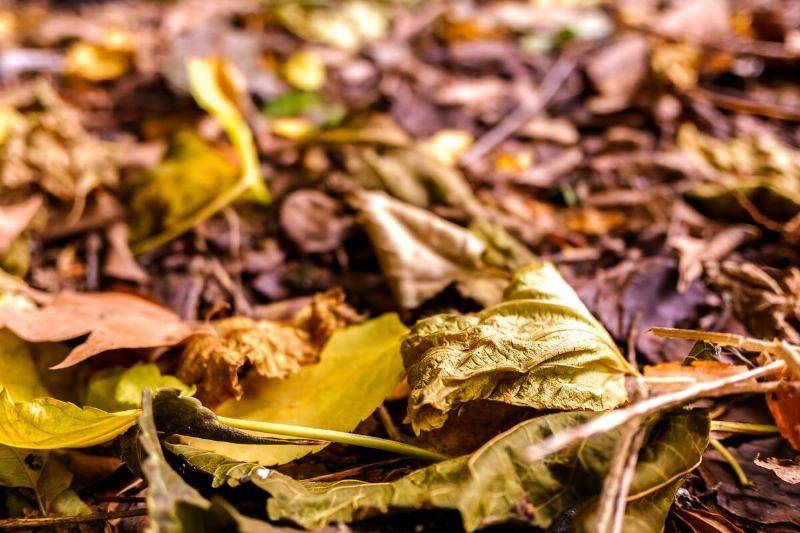 Dried leaves on the ground.