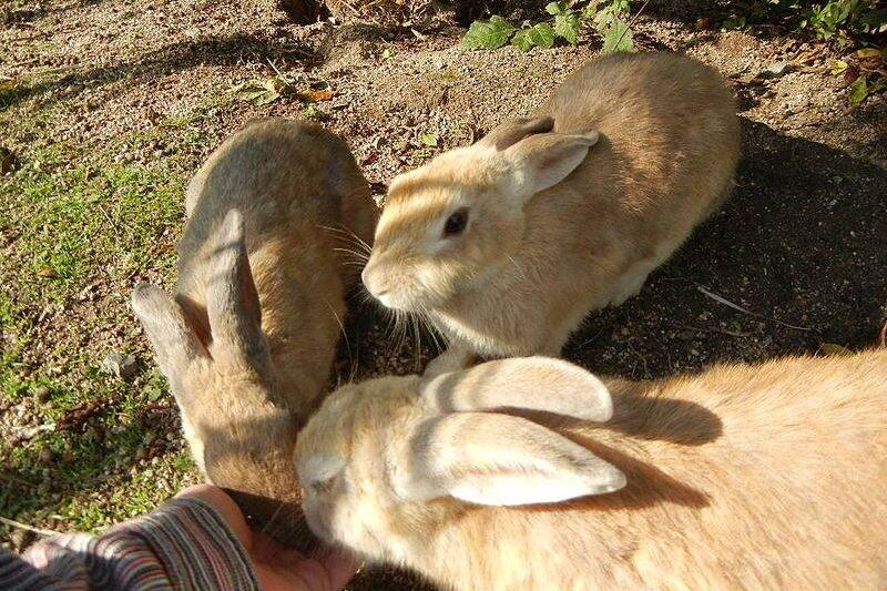 Okunoshima rabbit.