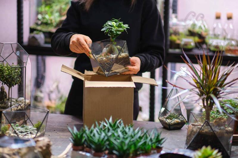 Person packing plant to be shipped. 