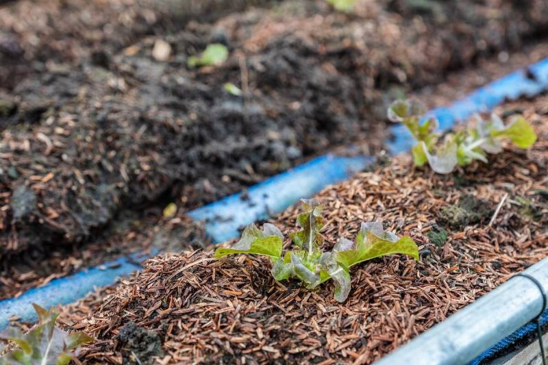 Mulch over garden beds.