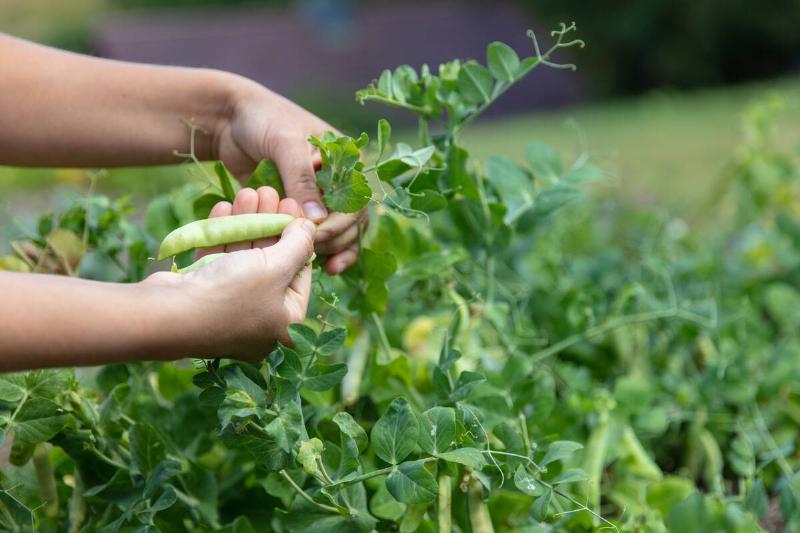 Picking peas from the garden.