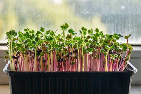 Microgreens growing on a windowsill. 