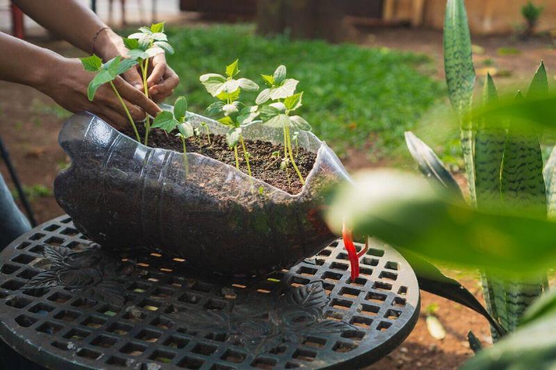 A person tending to plants growing in a recycled plastic bottle planter on a garden table.