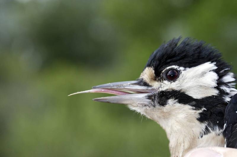 Tongue of Great Spotted Woodpecker