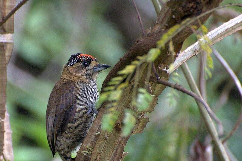 Ochre-collared piculet. 