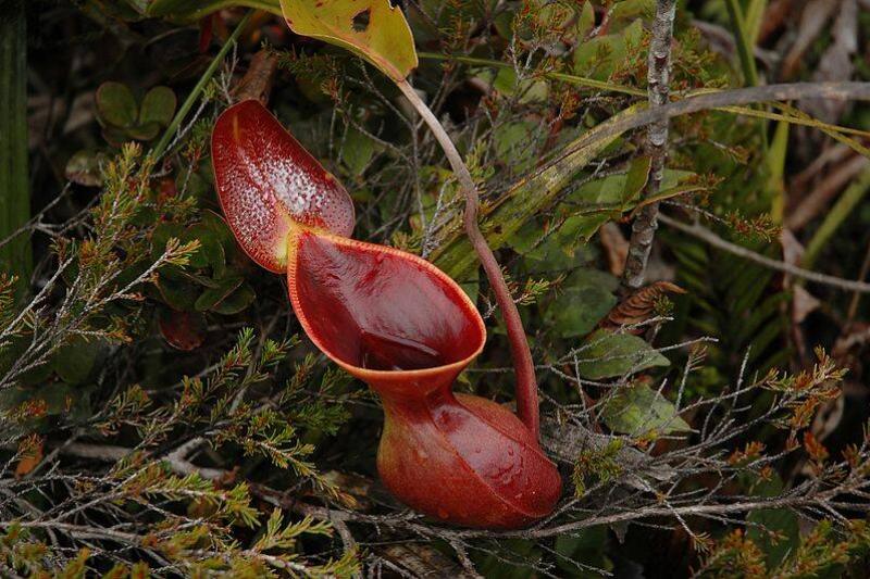 Pitcher plant.