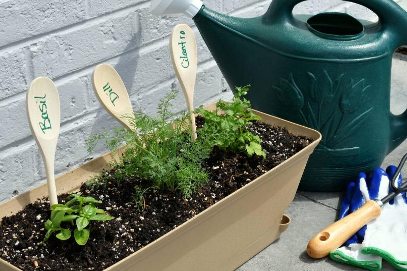 Plant markers made from wooden spoons.