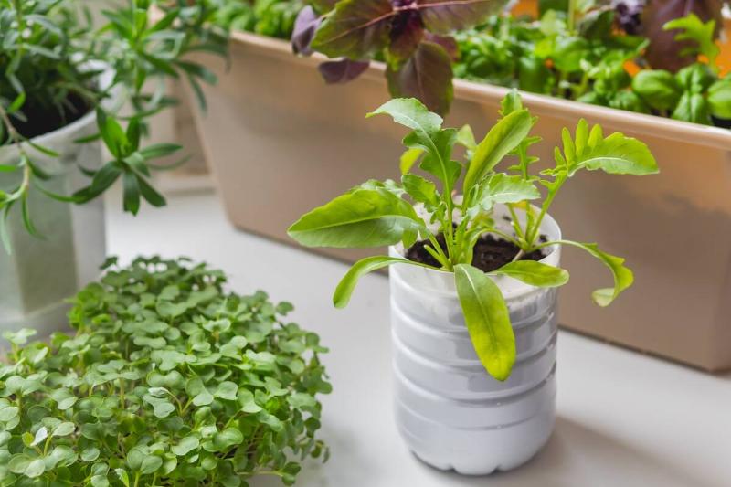 Arugula seedling growing in recycled plastic bottle. 