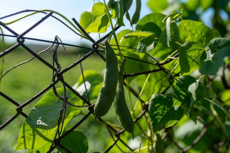 Pea pods growing on fence.